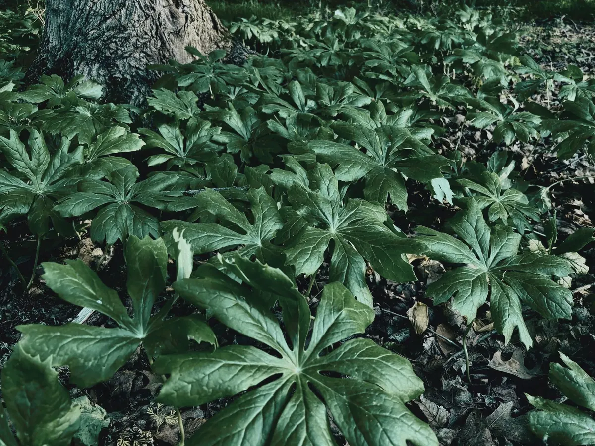 Beginner's Guide to Low-Maintenance Garden Plants for UK Shade