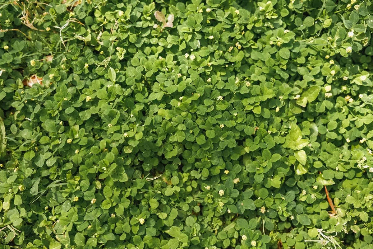 Clover Companion Planting: 10 Garden Plants That Thrive Alongside It