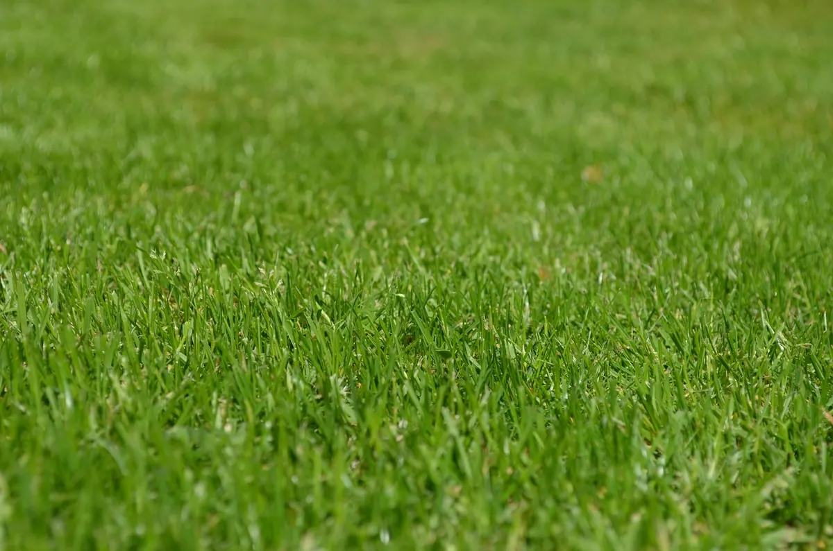 Common Mistakes to Avoid When Replacing Grass with Clover