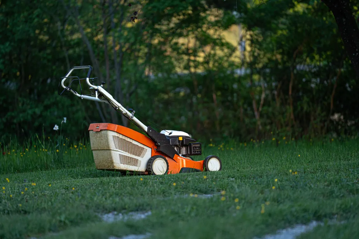 Mowing a Clover Lawn: Height, Frequency and Timing Explained