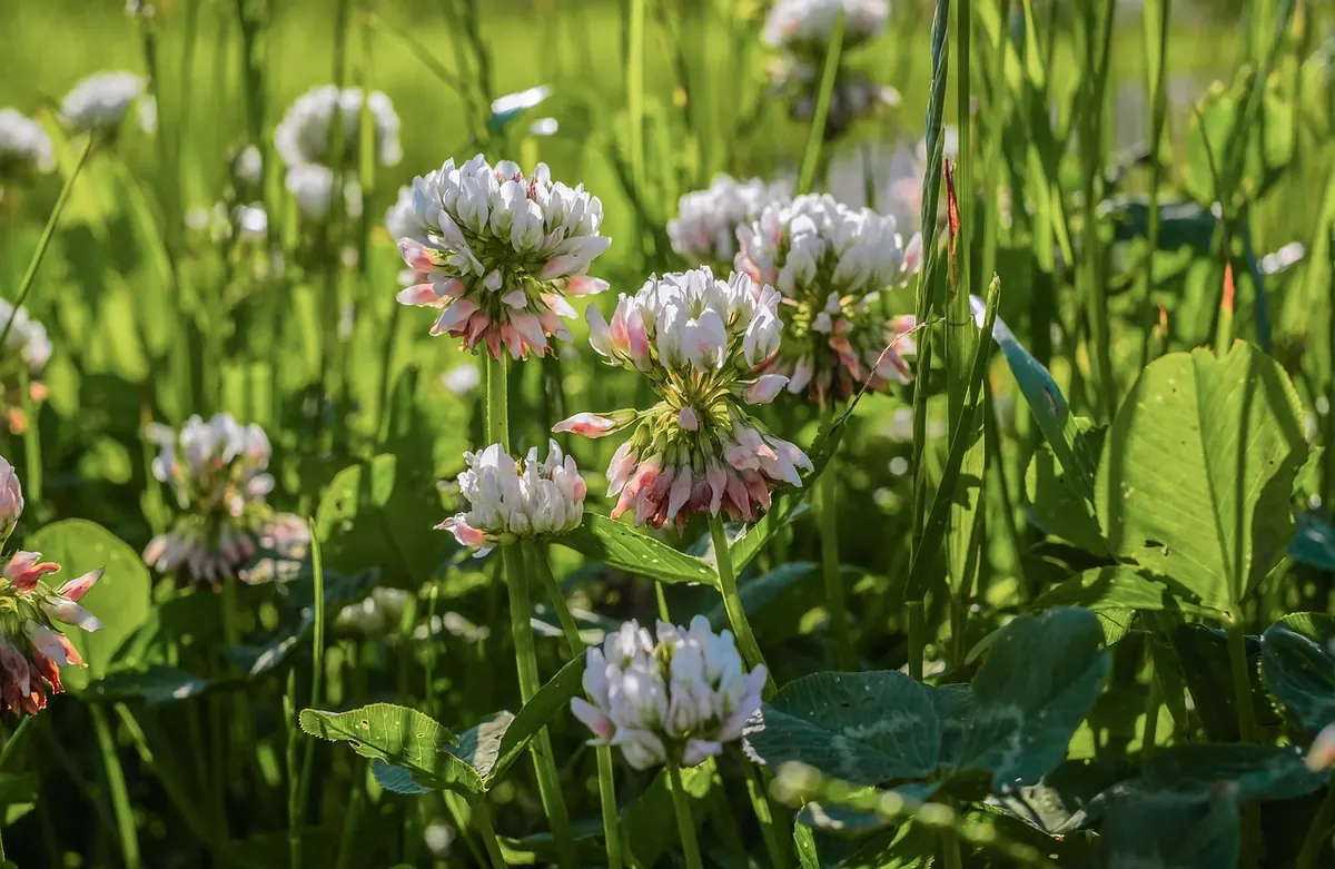 White Clover vs Strawberry Clover: Which Suits a UK Lawn?